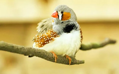 珍珠鸟 教案教学设计