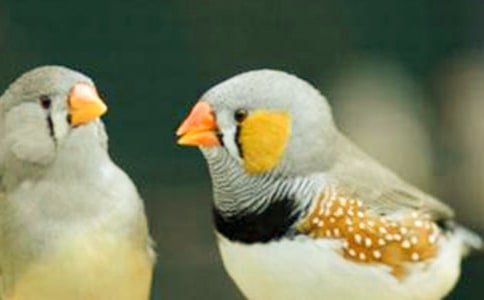 26珍珠鸟(人教版七年级必修) 教案教学设计