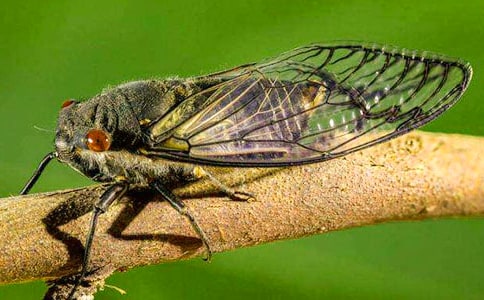 ��������֪��Сѧ������ƪ