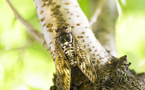 ֪��Сѧ����300�ֻ���5ƪ