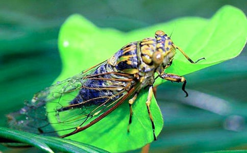 �й�֪��Сѧ����10ƪ