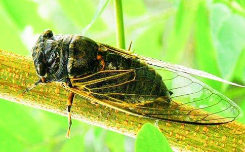 实用的知了小学作文锦集七篇