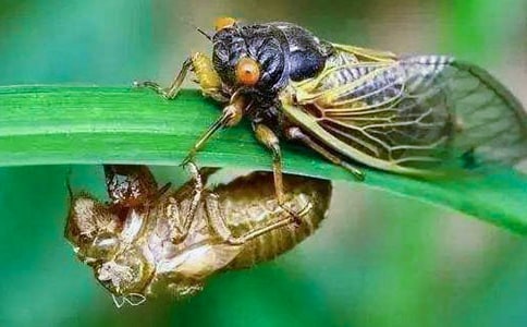 关于知了小学作文300字合集八篇