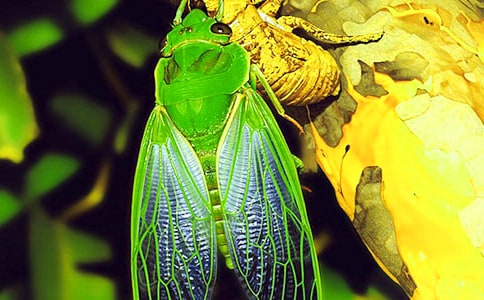 精选知了小学作文合集6篇