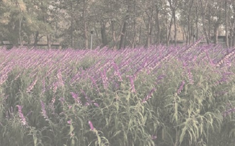 植物园见闻为题的日记范文
