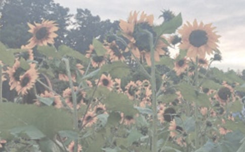 ֲ��԰�ռǺϼ�7ƪ