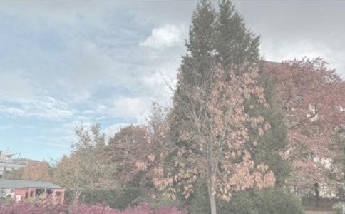 ��ֲ��԰Сѧ����