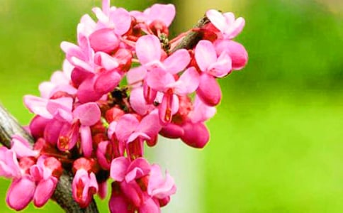 �а��������ʿν̰�����ѧ��˼��һ��ʢ�����Ͼ�����