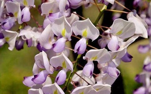 紫藤花瀑布读后感优秀