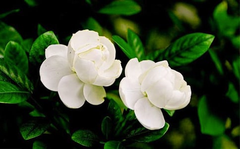 ���������Сѧ����