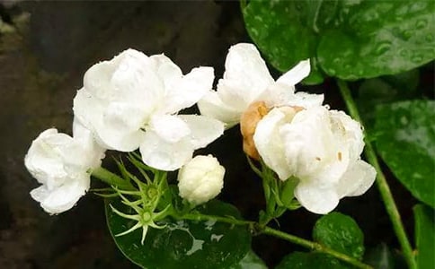 ��һ�ε�����̩���