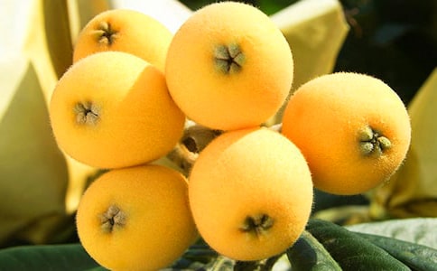 中班体育:玩弹枇杷核