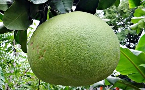 ��ò���������-״������