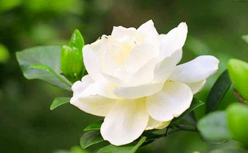 栀子花开的季节高中作文