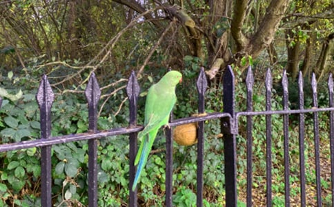 牡丹鹦鹉小学作文