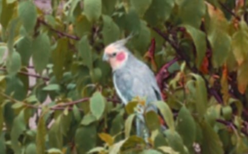 鹦鹉的日记10篇