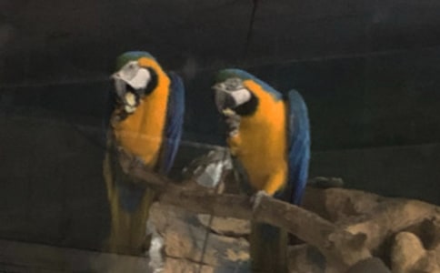 鹦鹉的日记11篇