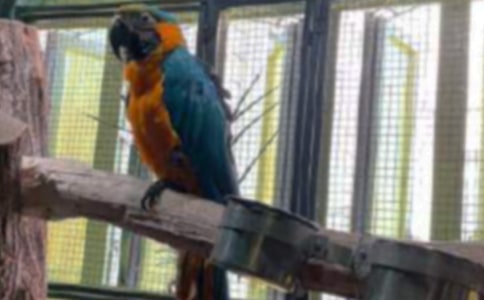 鹦鹉小学生作文