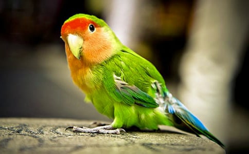 《虎皮鹦鹉之死》读后感