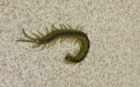 蜈蚣爬大班教案