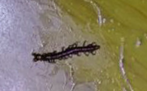 ������������̰��갸��˼�������·��