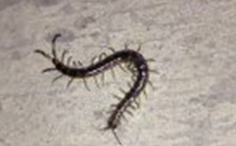 快乐的小蜈蚣大班教案