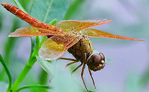 �����ѷɷɡ��̰�