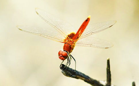 蜻蜓眼的读后感