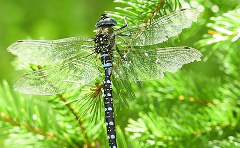 ���ŷ����ѡ��̰�