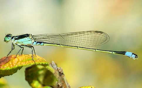 �������⣬�������ѵ�ˮ--��ѧ��ף�����ĸ���