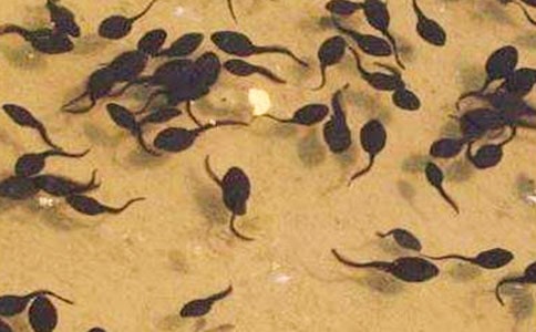 �׶����ԡ�С��������衷��ѧ��˼