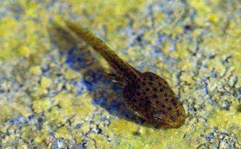 ��С��������衷��ѧ��˼