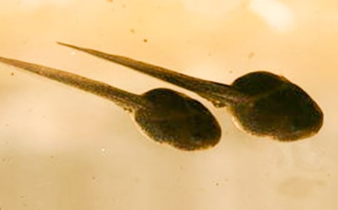 小蝌蚪观察日记(范例13篇)