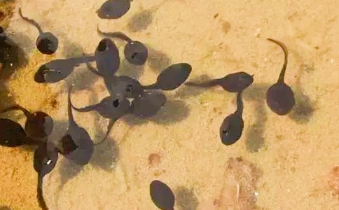 С���������Ľ�ѧ��˼