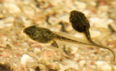 С���������μ�pptС���������μ�