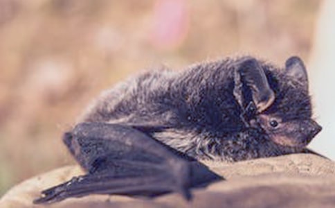 蝙蝠和雷达教案合集7篇