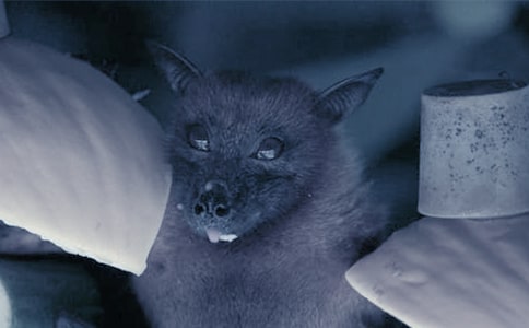 �״������̰�