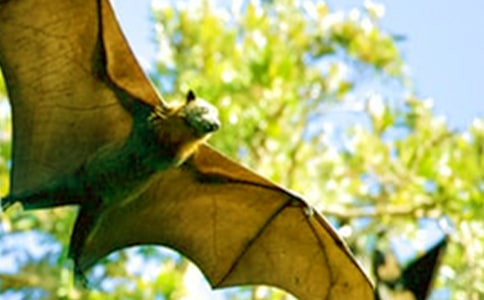 小学四年级蝙蝠和雷达教案