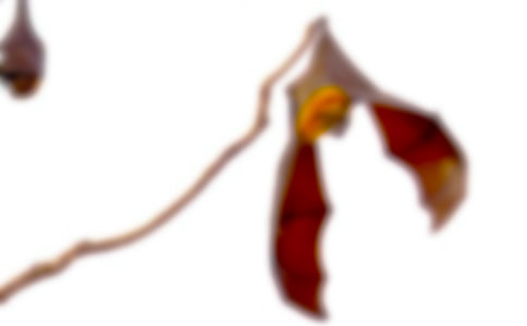 ��������״�̰�