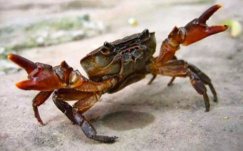 ���¶���С�з�������