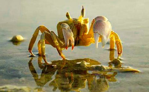 螃蟹的日记10篇