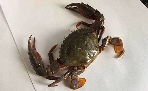 中班美术教案:有趣的螃蟹教案及教学反思