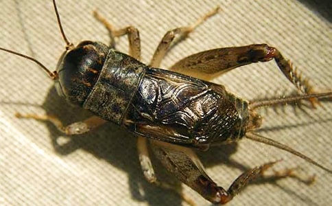 �����סլ��˵�θ�