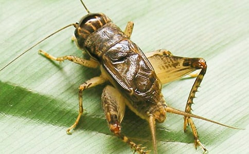 ��������һֻ�󰡷 �̰���ѧ���