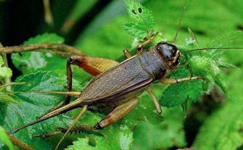 �����סլ��˵�θ塾����