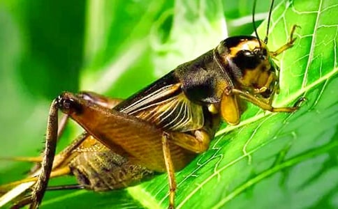 《蟋蟀的住宅》说课稿(汇总11篇)