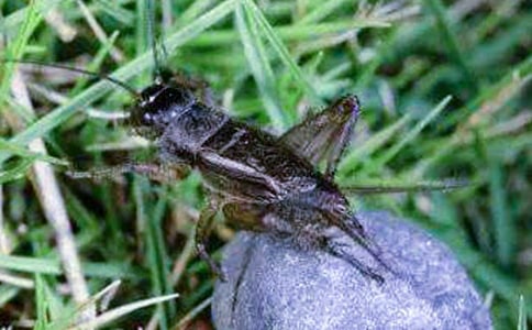  �����סլ��˵�θ�