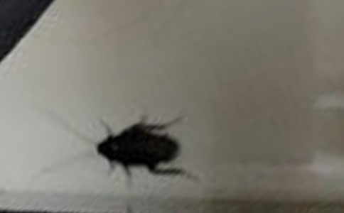 ��������������̰�