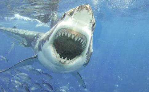 大班主题教案:爱笑的鲨鱼