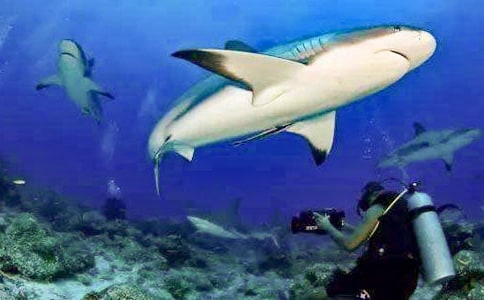 ��Ц������̰�